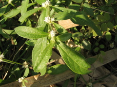 Alternanthera philoxeroides