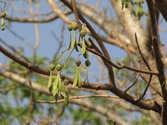 Gyrocarpus americanus