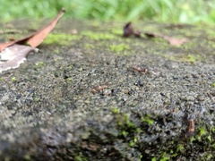 Lepidoptera