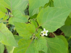 Solanum nigrum