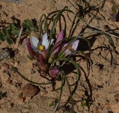 Romulea namaquensis