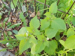 Solanum nigrum