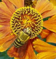 Syrphus ribesii