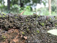 Lepidoptera