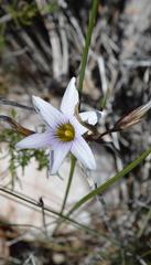 Romulea rupestris