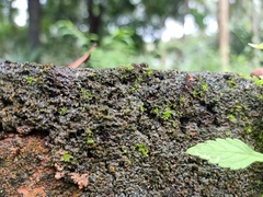 Lepidoptera