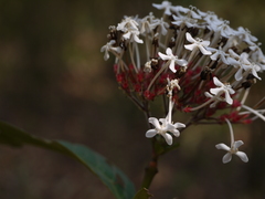 Ixora polyantha