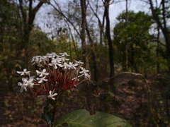 Ixora polyantha