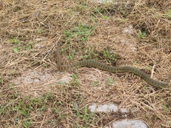 Rhabdophis tigrinus
