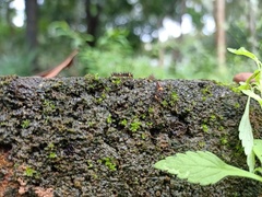 Lepidoptera