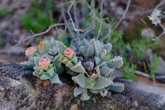 Odontophorus marlothii
