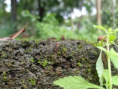 Lepidoptera