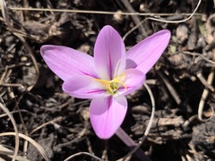 Hesperantha schelpeana