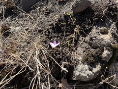 Hesperantha schelpeana