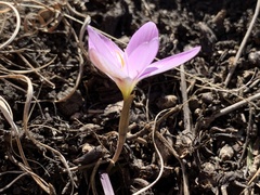 Hesperantha schelpeana