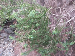 Veronica subfulvida