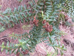 Veronica subfulvida