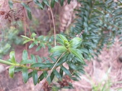 Veronica subfulvida