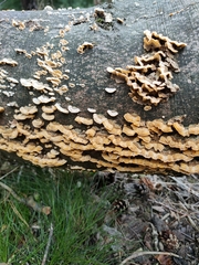 Fungi