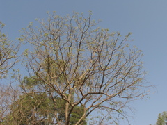 Gyrocarpus americanus