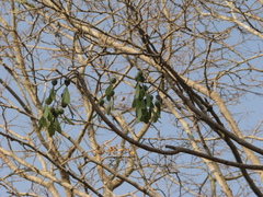 Gyrocarpus americanus