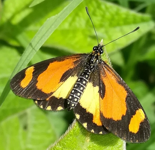 Orange-streak Acraea