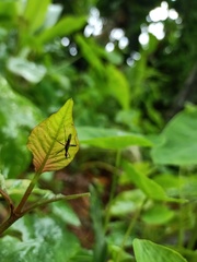 Neriidae