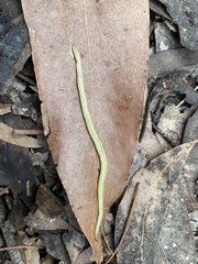 Fletchamia mediolineata