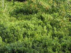 Alternanthera philoxeroides