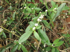 Alternanthera philoxeroides