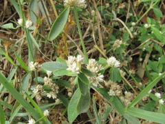 Alternanthera philoxeroides