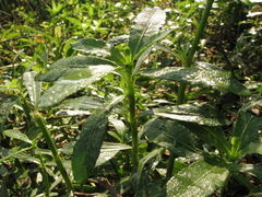 Alternanthera philoxeroides