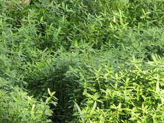 Alternanthera philoxeroides