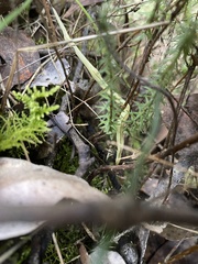 Fletchamia mediolineata