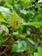 Neriidae