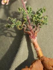 Trachyandra flexifolia