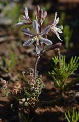 Trachyandra flexifolia