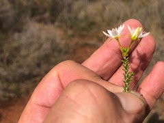 Calytrix tetragona