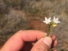 Calytrix tetragona