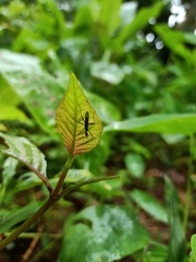 Neriidae