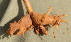 Trachyandra flexifolia