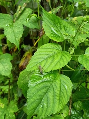 Insecta