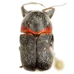 Pachybrachis thoracicus