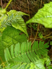 Chrysomelidae