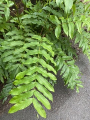 Pterocarya