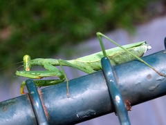 Miomantis