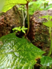 Coleoptera