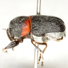 Pachybrachis thoracicus