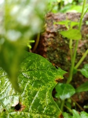Coleoptera