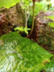 Coleoptera